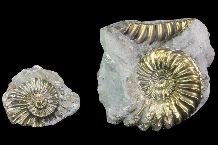 Pyritized Pleuroceras Ammonite Pos/Neg - Germany #70162